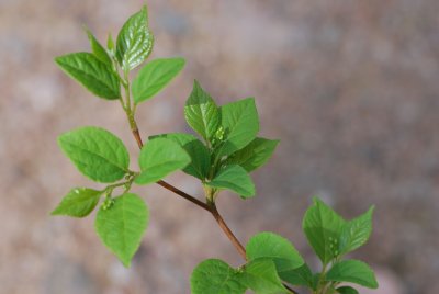 Styrax japonica - sturač japonský - jarní výhonky